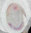 Rare Kierarges Morrisoni Trilobites - Morocco #21539-1